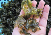 地皮菜孕婦能吃嗎？地皮菜孕婦吃好嗎？