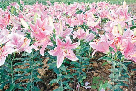 百合花可以吃嗎？百合花吃哪種？