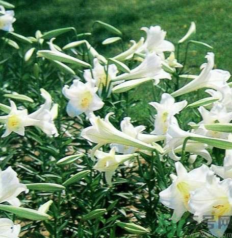 百合花可以吃嗎？百合花吃哪種？