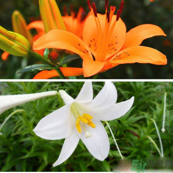 百合花可以吃嗎？百合花吃哪種？