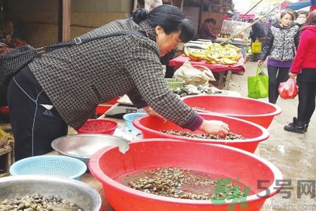 怎么挑選螺螄？螺螄怎么清洗？