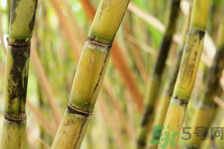 清明節(jié)可以吃甘蔗嗎？清明節(jié)不能吃哪些食物？