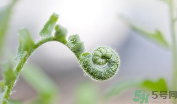 清明節(jié)可以吃甘蔗嗎？清明節(jié)不能吃哪些食物？