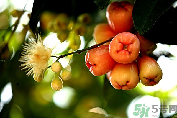 蓮霧月經(jīng)期間能吃嗎？來月經(jīng)能不能吃蓮霧？