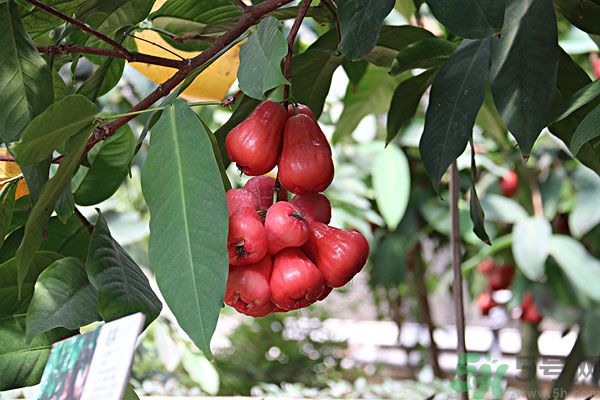 蓮霧月經(jīng)期間能吃嗎？來月經(jīng)能不能吃蓮霧？