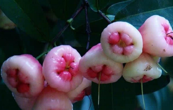 蓮霧皮能吃嗎？蓮霧要不要削皮？