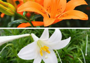 百合花可以吃嗎？百合花吃哪種？