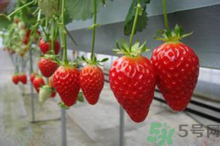 糖尿病可以吃草莓嗎？糖尿病吃草莓好嗎？