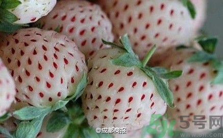菠蘿莓好吃嗎？菠蘿莓好不好吃？