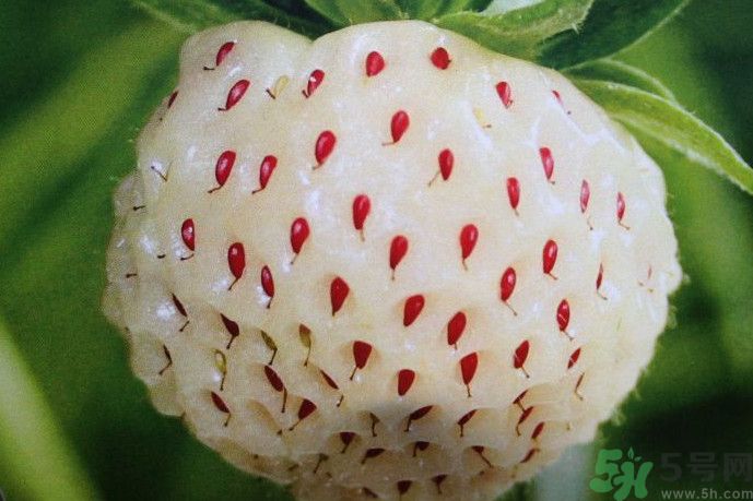 菠蘿莓好吃嗎？菠蘿莓好不好吃？