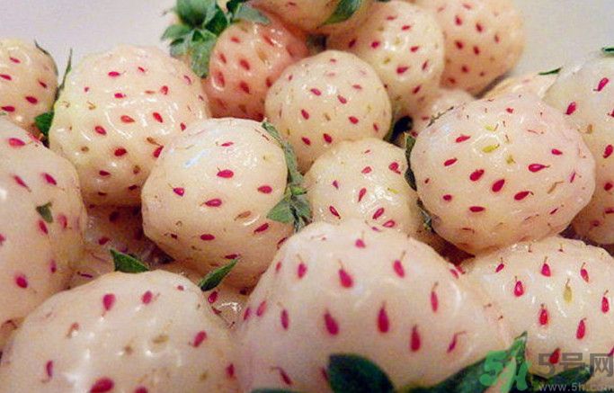菠蘿莓孕婦能吃嗎？菠蘿莓懷孕可以吃嗎？