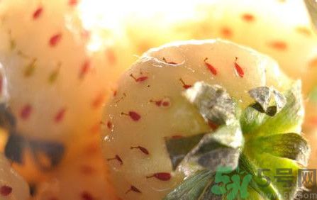 菠蘿莓孕婦能吃嗎？菠蘿莓懷孕可以吃嗎？