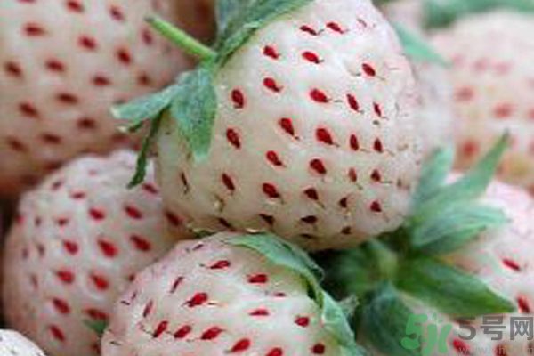 菠蘿莓孕婦能吃嗎？菠蘿莓懷孕可以吃嗎？