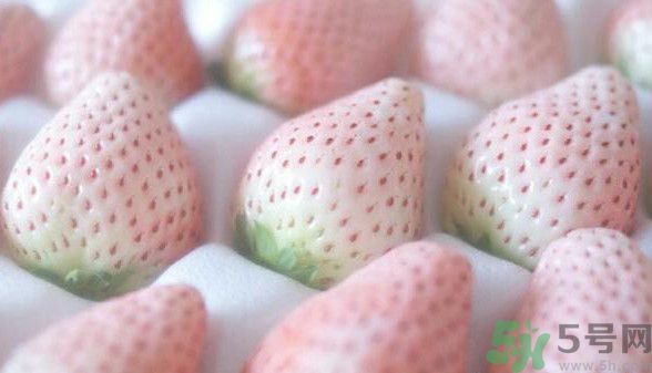 寶寶能吃菠蘿莓嗎？嬰幼兒能吃菠蘿莓嗎？