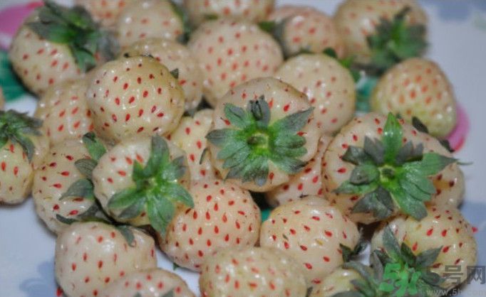 寶寶能吃菠蘿莓嗎？嬰幼兒能吃菠蘿莓嗎？
