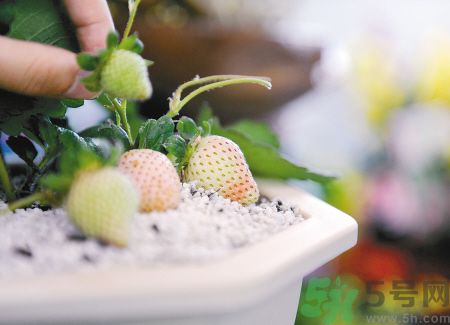 菠蘿莓哪里有賣的?菠蘿莓在哪里可以買?
