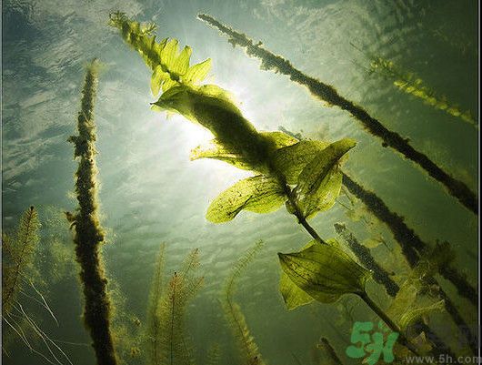 海帶用冷水泡還是熱水泡發(fā)？海帶怎么泡才不會發(fā)硬？