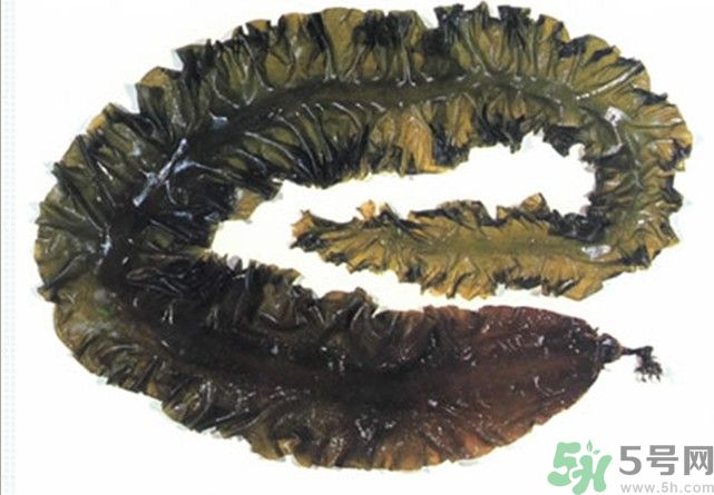海帶用冷水泡還是熱水泡發(fā)？海帶怎么泡才不會發(fā)硬？