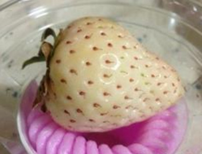 懷孕初期能吃菠蘿莓嗎？懷孕5個月可以吃菠蘿莓嗎？