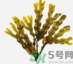 哪種海帶吃起來比較好？海帶有什么類別？