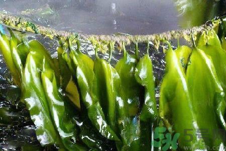哪種海帶吃起來比較好？海帶有什么類別？