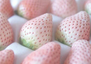 寶寶能吃菠蘿莓嗎？嬰幼兒能吃菠蘿莓嗎？