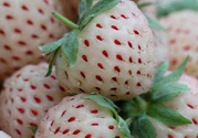 菠蘿莓怎么洗才干凈？菠蘿莓怎么清洗？