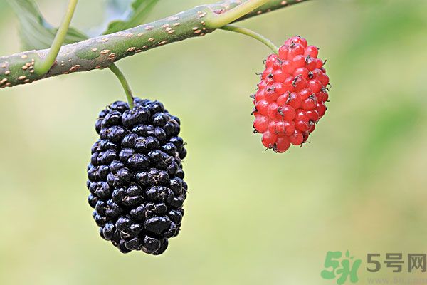 哺乳期能不能吃桑葚？桑葚產(chǎn)婦能吃嗎？