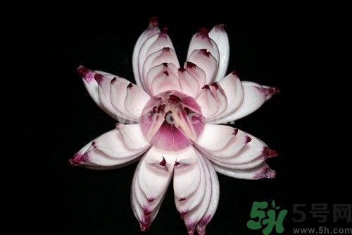 洋蔥可以包餃子嗎？洋蔥怎么做餃子餡？