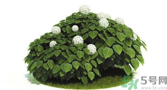 吸收毒氣的植物有哪些？凈化空氣的植物有哪些？