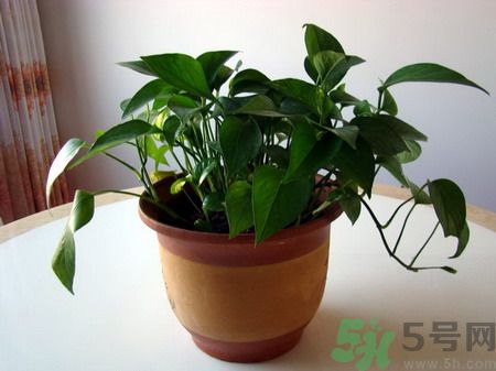 吸收毒氣的植物有哪些？凈化空氣的植物有哪些？