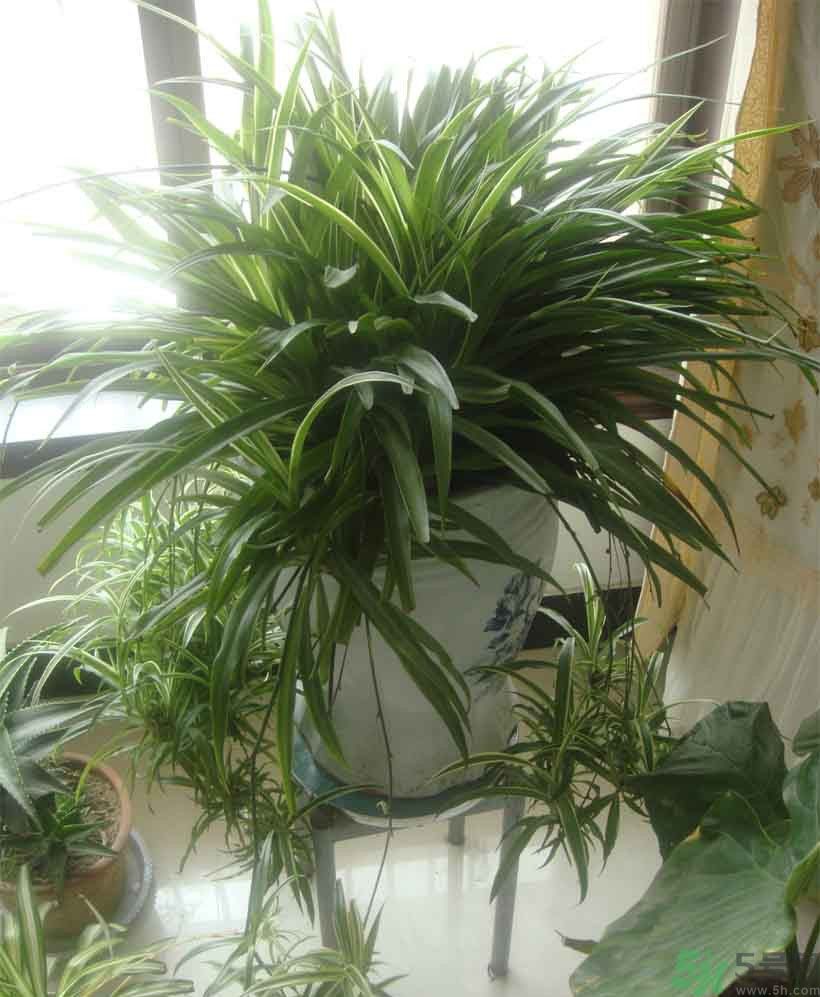 吸收毒氣的植物有哪些？凈化空氣的植物有哪些？