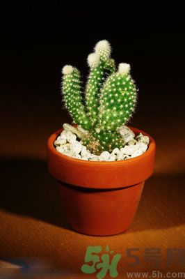 吸收毒氣的植物有哪些？凈化空氣的植物有哪些？