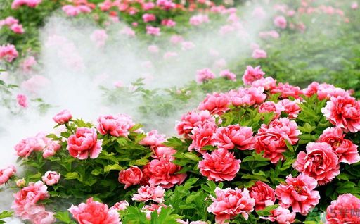 牡丹的花語(yǔ)是什么？牡丹的寓意是什么？