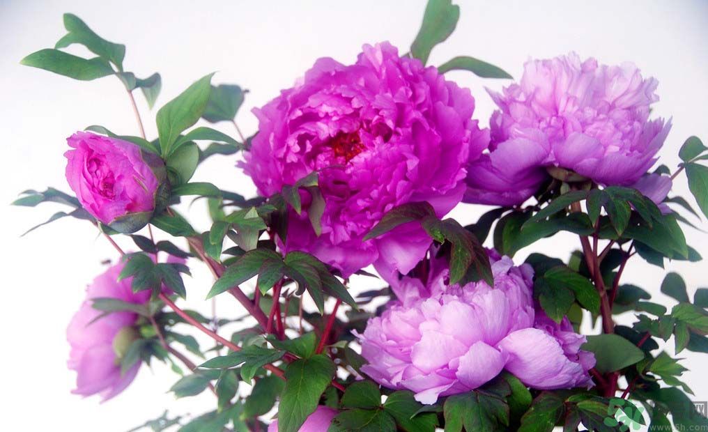 牡丹的花語(yǔ)是什么？牡丹的寓意是什么？
