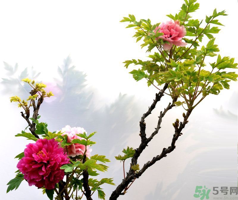 牡丹的花語(yǔ)是什么？牡丹的寓意是什么？