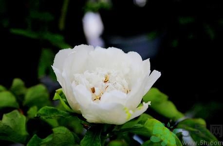 牡丹花可以做面膜嗎？牡丹花怎樣做面膜