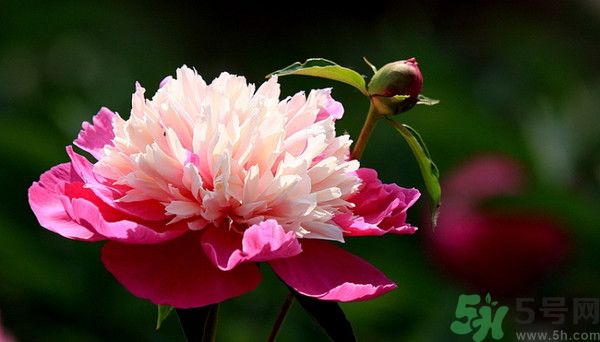 牡丹花可以吃嗎？牡丹花怎么做好吃？
