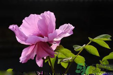 牡丹花可以吃嗎？牡丹花怎么做好吃？
