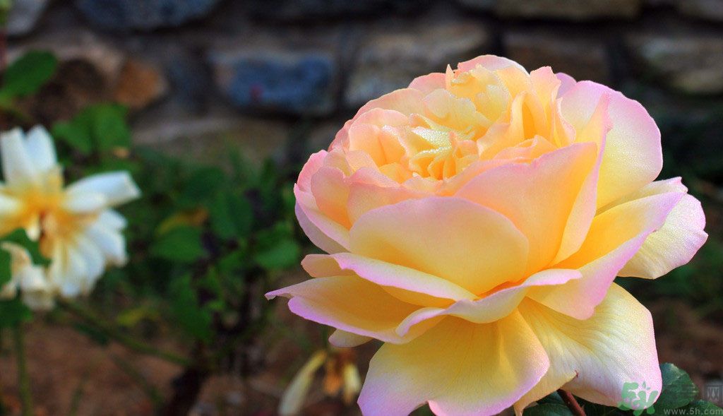 牡丹花茶可以美白嗎？喝牡丹花可以美白嗎？