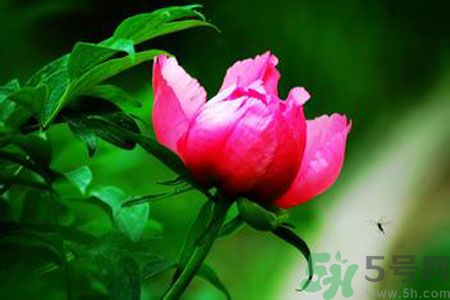 牡丹花茶可以美白嗎？喝牡丹花可以美白嗎？