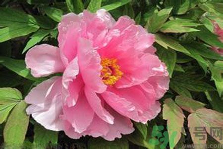 牡丹花茶可以美白嗎？喝牡丹花可以美白嗎？