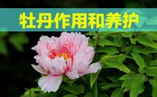 扦插的月季多久會(huì)開花？扦插月季多久可開花？