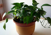 可以吸毒氣的植物有哪些？?jī)艋諝獾闹参镉心男?><p><strong>可以吸毒氣的植物有哪些？?jī)艋諝獾闹参镉心男?/strong></p></a></li> <li><a href=