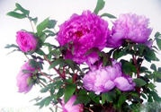 牡丹花可以吃嗎？牡丹花怎么做好吃？