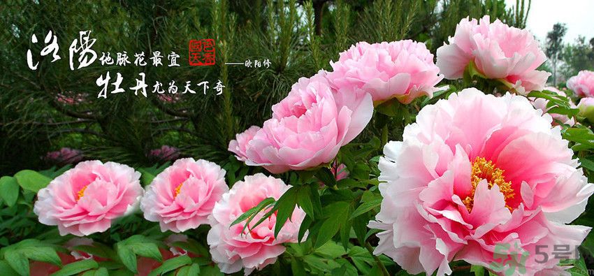 洛陽牡丹文化節(jié)活動有哪些？洛陽牡丹文化節(jié)門票是多少？
