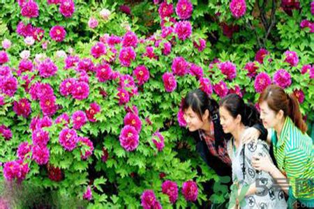 洛陽牡丹文化節(jié)活動有哪些？洛陽牡丹文化節(jié)門票是多少？
