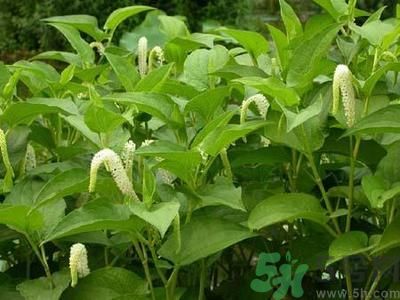 魚腥草可以止咳嗎？魚腥草止咳的辦法有哪些？