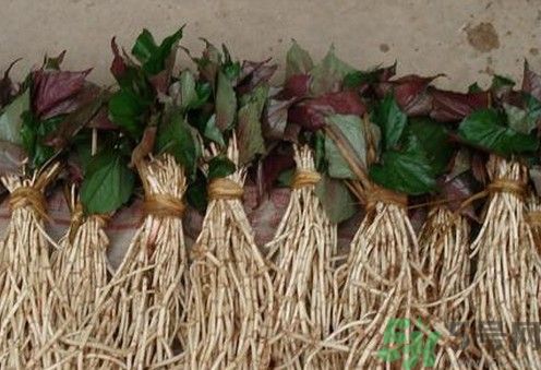 烏藥能和魚腥草一起泡茶喝嗎？烏藥和魚腥草一起吃好不好？