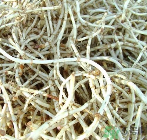 烏藥能和魚腥草一起泡茶喝嗎？烏藥和魚腥草一起吃好不好？